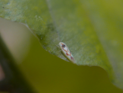 Zygina flammigera
