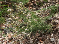 Linaria repens