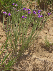 Polygala gracilenta