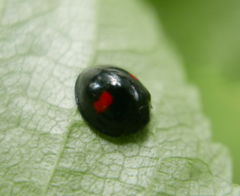 Chilocorus renipustulatus