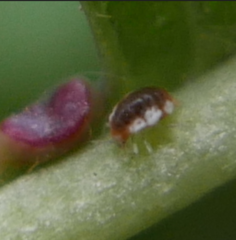 Coniopterygidae