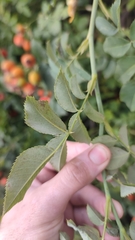 Rosa canina
