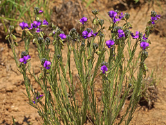 Polygala gracilenta