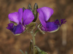 Polygala gracilenta