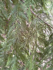 Thuja