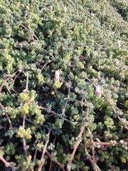 Drosanthemum candens