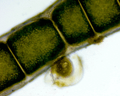Chaetomorpha aerea