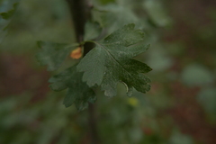 Phyllocoptes goniothorax