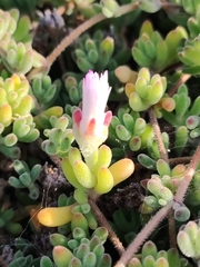 Drosanthemum candens