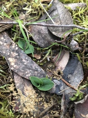 Chiloglottis valida
