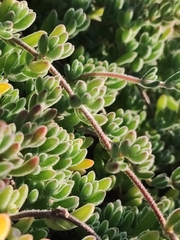 Drosanthemum candens