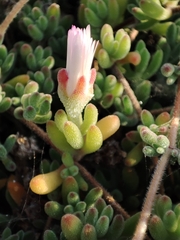 Drosanthemum candens