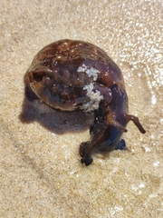 Aplysia depilans