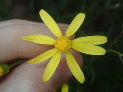 Senecio spanomerus
