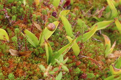 Maianthemum trifolium