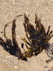 Saccorhiza polyschides