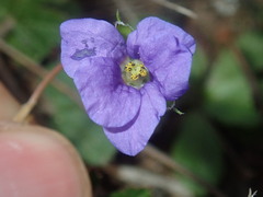 Erodium cygnorum