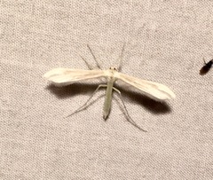 Hellinsia homodactylus