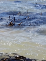 Saccorhiza polyschides