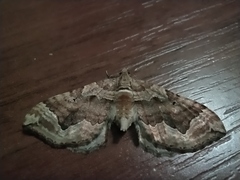Pelurga comitata