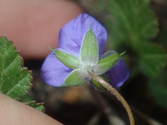 Erodium cygnorum