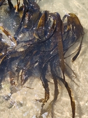 Saccorhiza polyschides