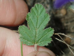 Erodium cygnorum