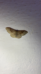 Idaea degeneraria