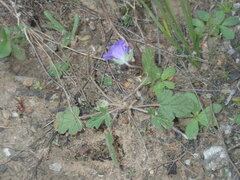 Erodium cygnorum