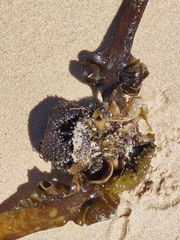 Saccorhiza polyschides