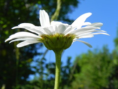 Leucanthemum heterophyllum