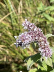 Mentha longifolia
