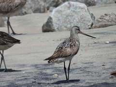 Limosa lapponica