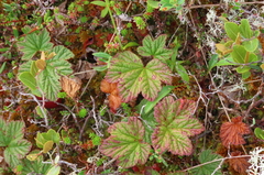 Rubus chamaemorus