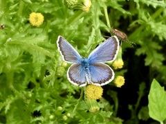 Plebejus argus