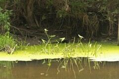 Sagittaria sagittifolia