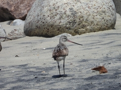 Limosa lapponica
