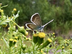 Plebejus argus