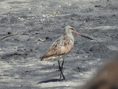 Limosa lapponica