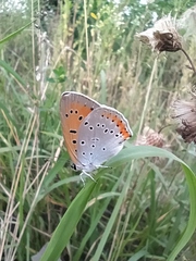 Lycaena dispar