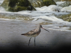 Limosa lapponica