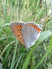 Lycaena dispar