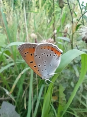Lycaena dispar