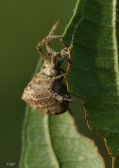 Hyptiotes paradoxus
