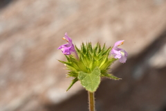 Galeopsis ladanum