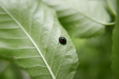 Chilocorus renipustulatus