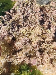 Corallina officinalis