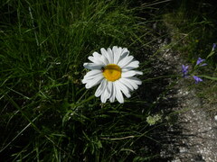 Leucanthemum heterophyllum