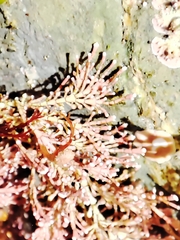 Corallina officinalis