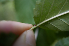 Coniopterygidae